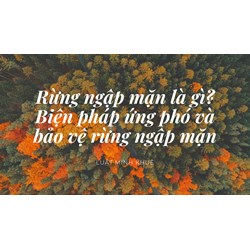 Rừng ngập mặn là gì? Biện pháp ứng phó và bảo vệ rừng ngập mặn