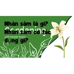 Nhân sâm là gì? Nhân sâm có tác dụng gì?
