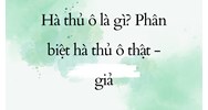 Hà thủ ô là gì? Phân biệt hà thủ ô thật - giả