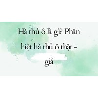 Hà thủ ô là gì? Phân biệt hà thủ ô thật - giả