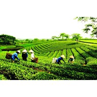 Bổ sung một Chương về chính sách phát triển hợp tác xã, liên hiệp hợp tác xã theo Luật Hợp tác xã 2023