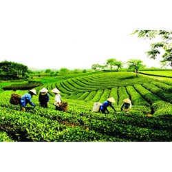 Bổ sung một Chương về chính sách phát triển hợp tác xã, liên hiệp hợp tác xã theo Luật Hợp tác xã 2023