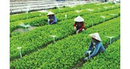 Các quyền, nghĩa vụ của hợp tác xã, liên hiệp hợp tác xã?