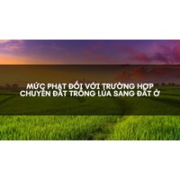 Mức phạt đối với trường hợp chuyển đất trồng lúa sang đất ở