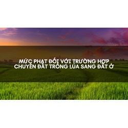 Mức phạt đối với trường hợp chuyển đất trồng lúa sang đất ở