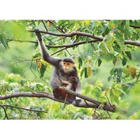 Điều kiện xuất khẩu, nhập khẩu, tái xuất khẩu, nhập nội từ biển mẫu vật từ tự nhiên của các loài động vật, thực vật hoang dã nguy cấp thuộc Phụ lục CITES