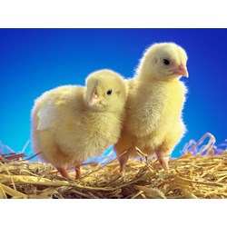 Việc khai thác dữ liệu về giống vật nuôi trong cơ sở dữ liệu quốc gia về chăn nuôi được quy định thế nào?