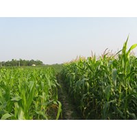 Mức phạt đối với trường hợp chuyển đất trồng cây hàng năm khác, đất trồng cây lâu năm, đất nuôi trồng thủy sản, đất làm muối, đất nông nghiệp khác sang đất ở