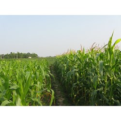 Mức phạt đối với trường hợp chuyển đất trồng cây hàng năm khác, đất trồng cây lâu năm, đất nuôi trồng thủy sản, đất làm muối, đất nông nghiệp khác sang đất ở
