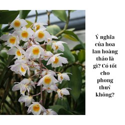 Ý nghĩa của hoa lan hoàng thảo là gì? Có tốt cho phong thuỷ không?