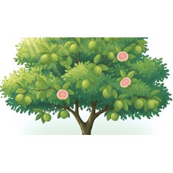 Tả cây ổi trong vườn nhà em chọn lọc hay nhất