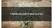 Ý nghĩa hoa baby's breath là gì?