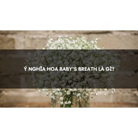 Ý nghĩa hoa baby's breath là gì?