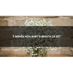 Ý nghĩa hoa baby's breath là gì?