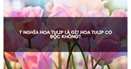 Ý nghĩa hoa tulip là gì? Hoa tulip có độc không?