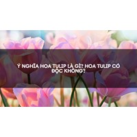 Ý nghĩa hoa tulip là gì? Hoa tulip có độc không?