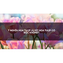 Ý nghĩa hoa tulip là gì? Hoa tulip có độc không?