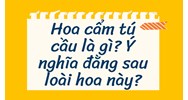 Hoa cẩm tú cầu là gì? Ý nghĩa đằng sau loài hoa này?