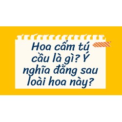 Hoa cẩm tú cầu là gì? Ý nghĩa đằng sau loài hoa này?