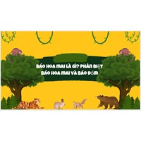 Báo hoa mai là gì? Phân biệt báo hoa mai và báo đốm