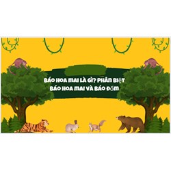 Báo hoa mai là gì? Phân biệt báo hoa mai và báo đốm