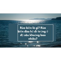 Rùa biển là gì? Rùa biển đào hố đẻ trứng ở độ sâu khoảng bao nhiêu?