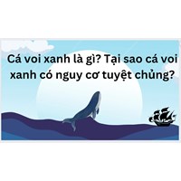 Cá voi xanh là gì? Tại sao cá voi xanh có nguy cơ tuyệt chủng?