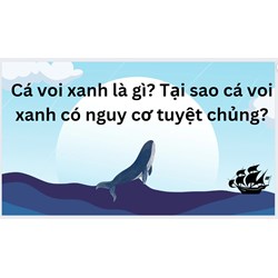 Cá voi xanh là gì? Tại sao cá voi xanh có nguy cơ tuyệt chủng?