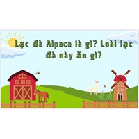 Lạc đà Alpaca là gì? Loài lạc đà này ăn gì?