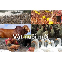 Hồ sơ đăng ký xuất khẩu giống vật nuôi trong danh mục giống vật nuôi cấm xuất khẩu phục vụ nghiên cứu khoa học