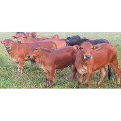 Cho người khác thuê chứng chỉ đào tạo thụ tinh nhân tạo giống vật nuôi có thể bị xử phạt bao nhiêu tiền?