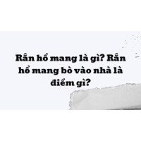 Rắn hổ mang là gì? Rắn hổ mang bò vào nhà là điềm gì?