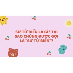 Sư tử biển là gì? Tại sao chúng được gọi là "sư tử biển"?