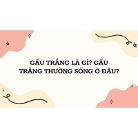Gấu trắng là gì? Gấu trắng thường sống ở đâu?