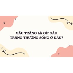 Gấu trắng là gì? Gấu trắng thường sống ở đâu?