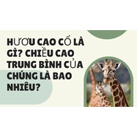 Hươu cao cổ là gì? Chiều cao trung bình của chúng là bao nhiêu?