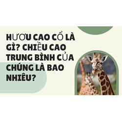 Hươu cao cổ là gì? Chiều cao trung bình của chúng là bao nhiêu?