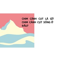 Chim cánh cụt là gì? Chim cánh cụt sống ở đâu?