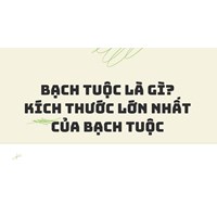 Bạch tuộc là gì? Kích thước lớn nhất của bạch tuộc