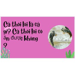 Cá thòi lòi là cá gì? Cá thòi lòi có ăn được không ?