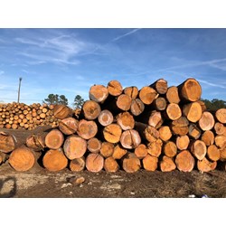 Chủ lâm sản phải lập bảng kê lâm sản theo mẫu nào đối với các lâm sản là gỗ tròn, gỗ xẻ?