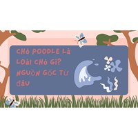 Chó Poodle là loài chó gì? Nguồn gốc từ đâu