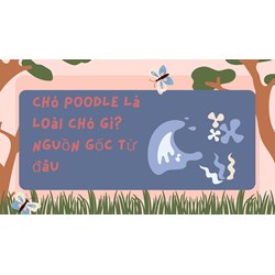 Chó Poodle là loài chó gì? Nguồn gốc từ đâu