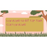 Lợn rừng là gì? Tập tính của lợn rừng