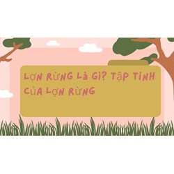 Lợn rừng là gì? Tập tính của lợn rừng
