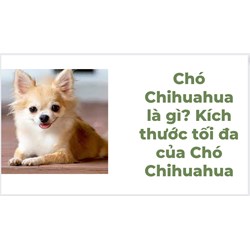 Chó Chihuahua là gì? Kích thước tối đa của Chó Chihuahua