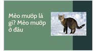 Mèo mướp là gì? Mèo mướp ở đâu