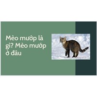 Mèo mướp là gì? Mèo mướp ở đâu