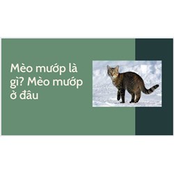 Mèo mướp là gì? Mèo mướp ở đâu