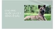 Chó Phú Quốc là gì ? Sống ở đâu